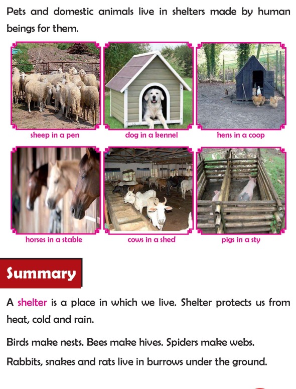 Grade 2 Science Lesson 2 Animal Shelters | Primary Science