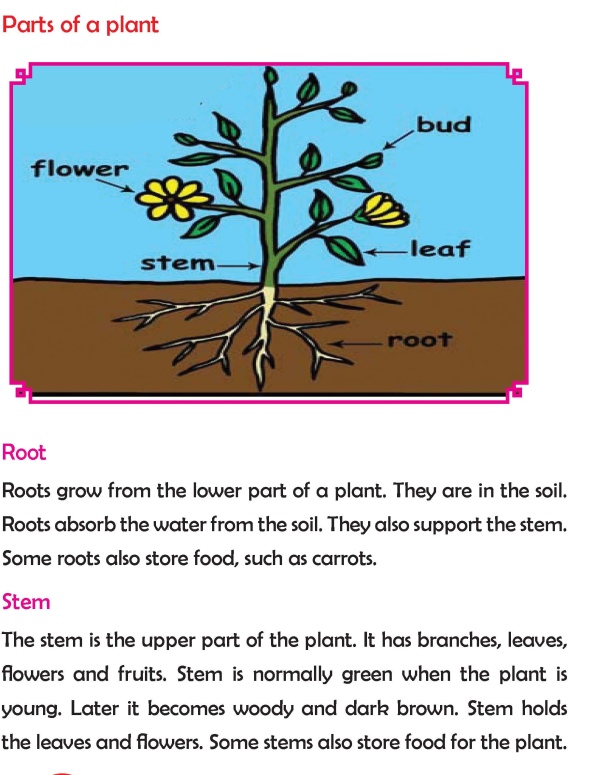 Grade 2 Science Lesson 8 Parts of a Plant | Primary Science